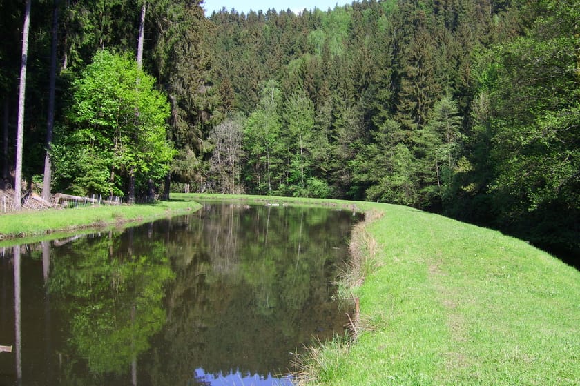 Der See an der Entenmühle, umgeben von Wald