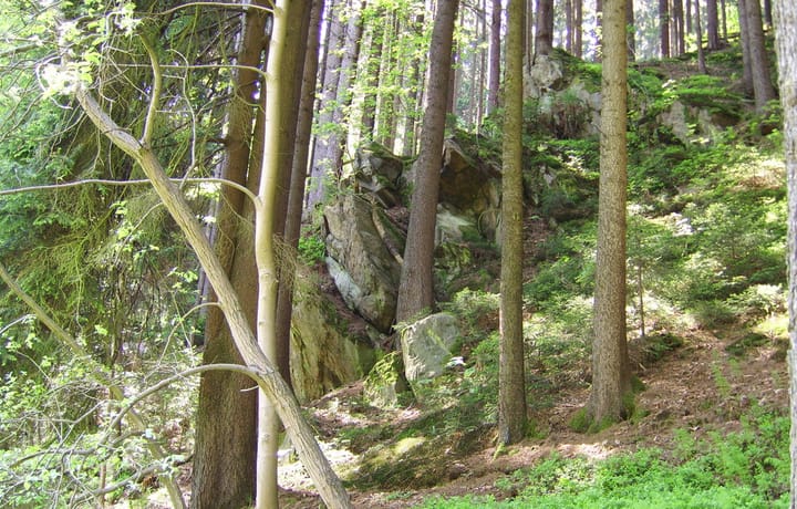 Blick vom See in den angrenzenden Wald